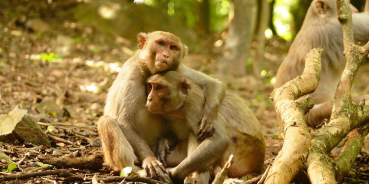 rhesusaffen-nach-hurrikan-netter-zueinander