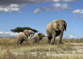 tierkommunikation:-den-elefanten-beim-namen-nennen