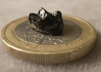 zwei-zaehne-und-eine-kniescheibe:-kleinste-menschenaffenart-entdeckt