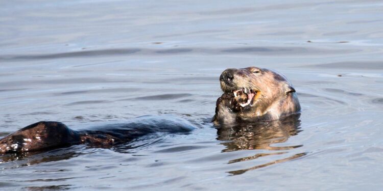 otter-nutzen-werkzeug-um-ihre-zaehne-zu-schuetzen