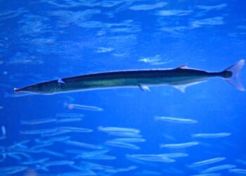 klimawandel:-wenn-den-fischen-immer-waermer-wird