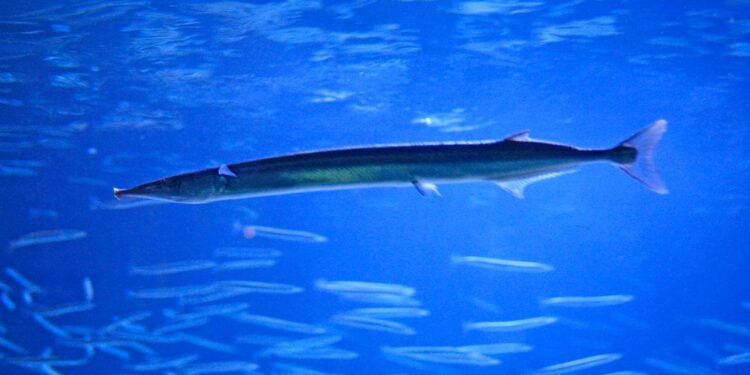 klimawandel:-wenn-den-fischen-immer-waermer-wird