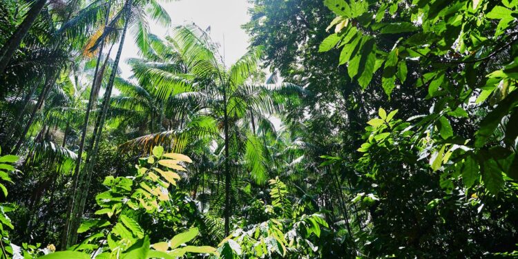 brasilien-stellt-plaene-fuer-tfff-vor-–-milliardenfonds-fuer-den-regenwald