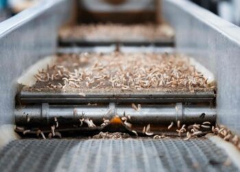 mit-larvenmehl-gegen-den-klimawandel