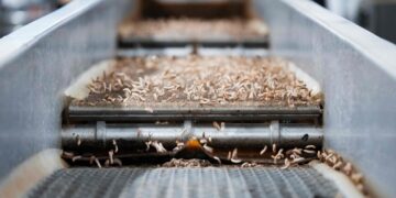 mit-larvenmehl-gegen-den-klimawandel