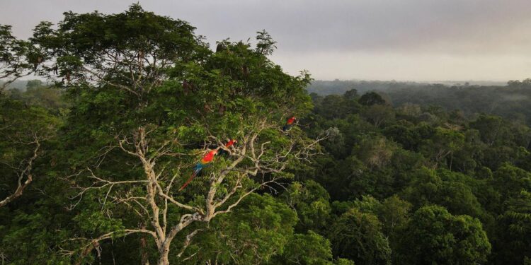 kanzler-merz-kuendigt-„namhaften-beitrag“-zu-tropenwald-fonds-an