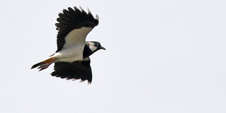 landwirtschaft-und-artenschutz:-wo-sich-kiebitze-wohlfuehlen