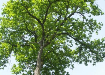 tag-des-waldes:-welche-zukunft-hat-die-deutsche-eiche?