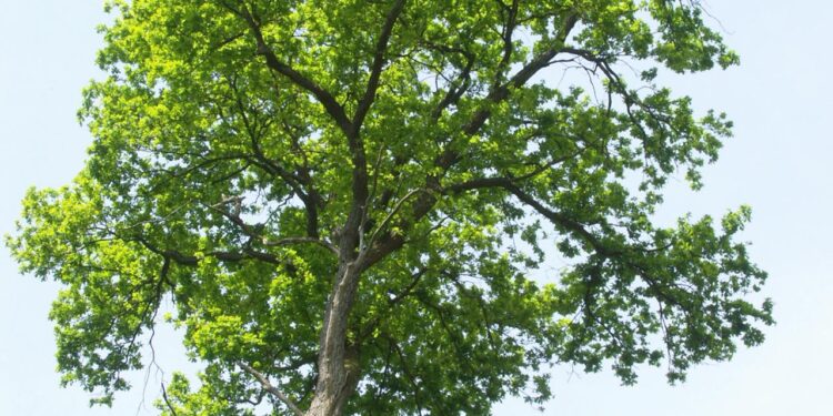 tag-des-waldes:-welche-zukunft-hat-die-deutsche-eiche?