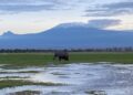 wie-der-klimawandel-elefanten-in-kenia-bedroht
