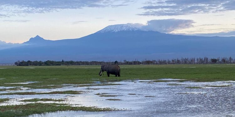 wie-der-klimawandel-elefanten-in-kenia-bedroht