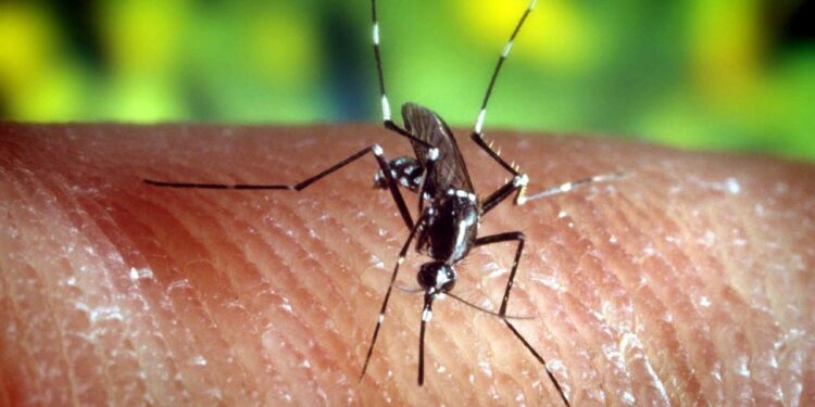 asiatische-tigermuecke-breitet-sich-in-deutschland-aus