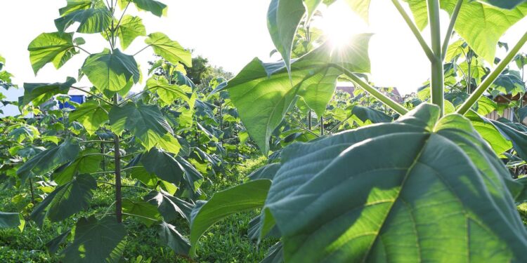 wie-sich-unternehmen-an-den-klimawandel-anpassen