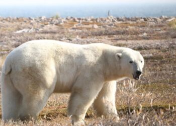wie-der-klimawandel-den-eisbaeren-zusetzt