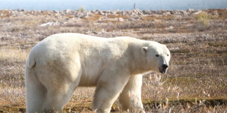 wie-der-klimawandel-den-eisbaeren-zusetzt