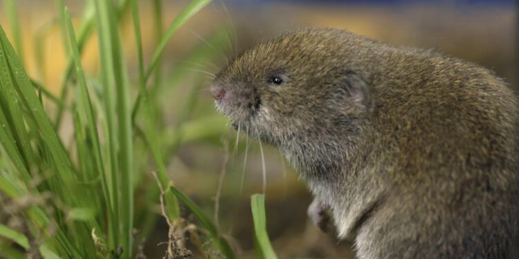 extrem-seltene-maus-in-bayern-wiederentdeckt