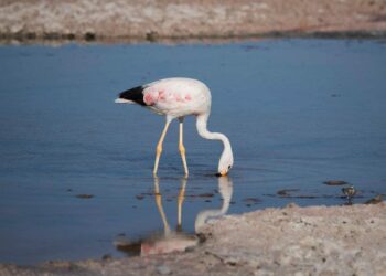 welche-auswirkungen-der-klimawandel-auf-die-vogelwelt-hat