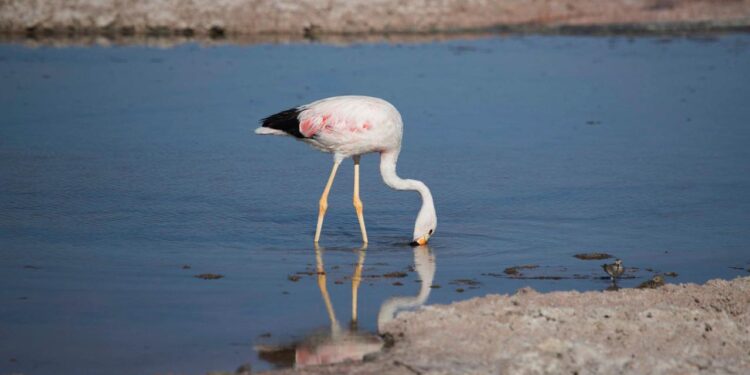welche-auswirkungen-der-klimawandel-auf-die-vogelwelt-hat
