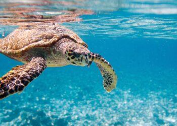 un-bericht:-viele-wandernde-tierarten-vom-aussterben-bedroht