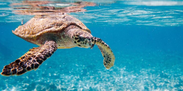 un-bericht:-viele-wandernde-tierarten-vom-aussterben-bedroht