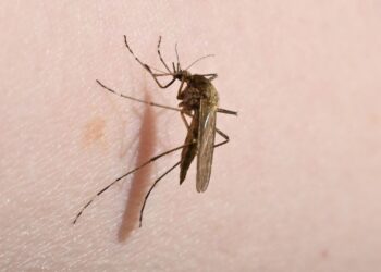 mueckenplage-in-deutschland:-was-vor-juckenden-stichen-schuetzt