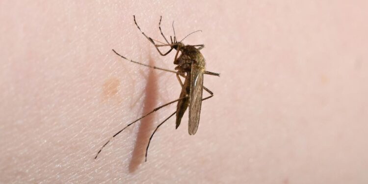 mueckenplage-in-deutschland:-was-vor-juckenden-stichen-schuetzt