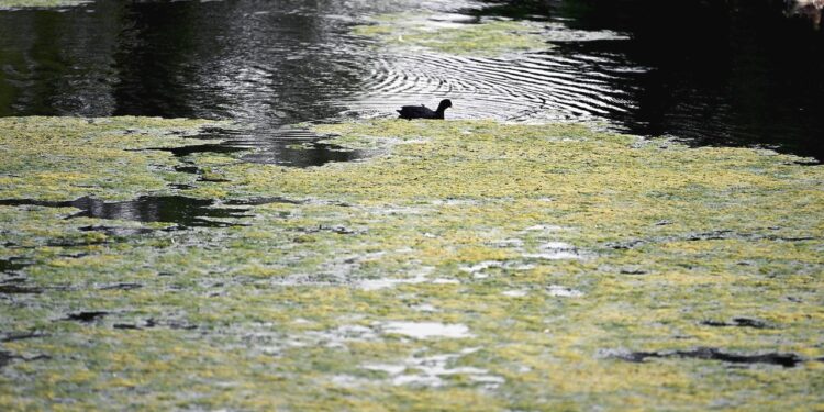 naehrstoffe-verursachen-teufelskreis-im-see