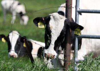 wie-gross-ist-die-gefahr-einer-vogelgrippe-pandemie?