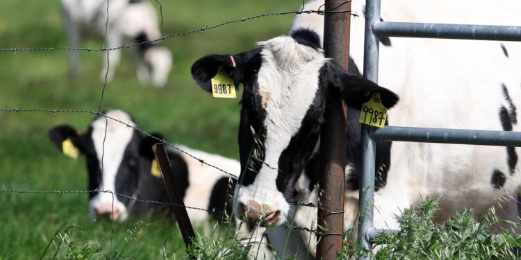 wie-gross-ist-die-gefahr-einer-vogelgrippe-pandemie?