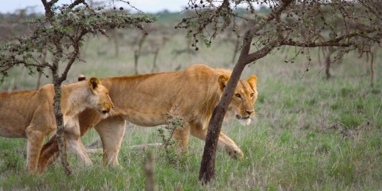 ameisen-beeinflussen-jagdstrategie-von-loewen