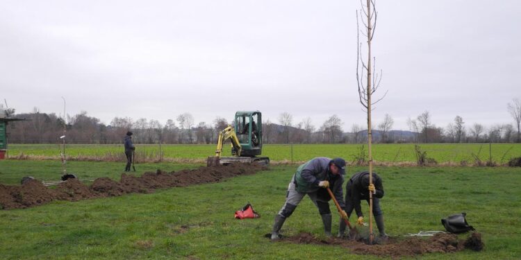agroforstwirtschaft:-wie-baeume-und-hecken-auf-dem-acker-helfen