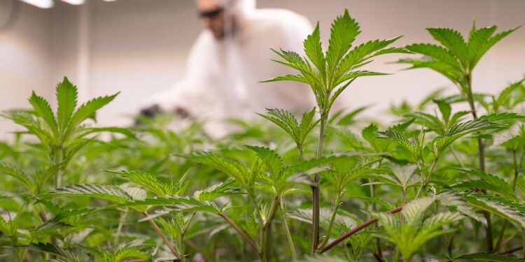 cannabiskonsum-nach-teillegalisierung-kaum-veraendert