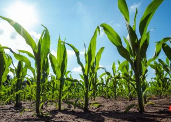 abstimmung:-deshalb-will-die-eu-die-gentechnik-regeln-lockern