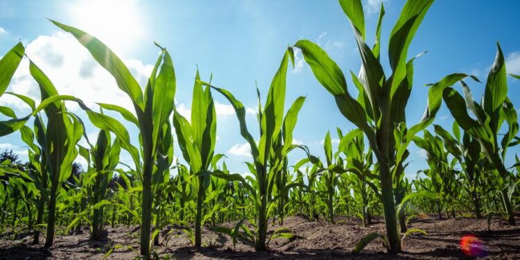 abstimmung:-deshalb-will-die-eu-die-gentechnik-regeln-lockern