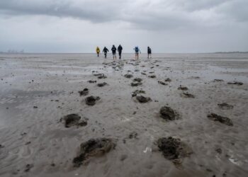 50-jahre-naturschutzgebiete:-„das-wattenmeer-hat-globale-bedeutung“