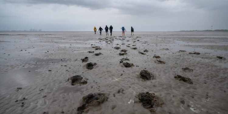 50-jahre-naturschutzgebiete:-„das-wattenmeer-hat-globale-bedeutung“