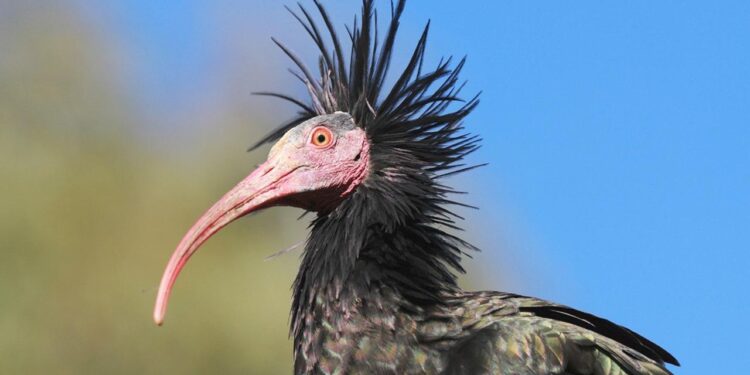 verhaltensbiologie:-begleitetes-fliegen-–-der-waldrapp