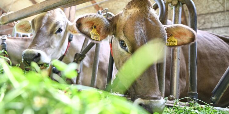 zukunft-der-landwirtschaft:-„ueberlegen,-ob-subventionen-noch-zeitgemaess-sind“