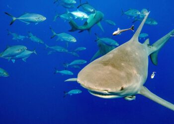 forderung-nach-mehr-schutz:-„sind-die-haie-weg,-stirbt-auch-das-oekosystem“