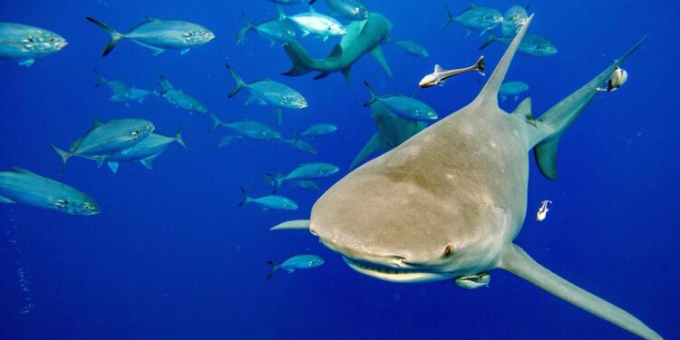 forderung-nach-mehr-schutz:-„sind-die-haie-weg,-stirbt-auch-das-oekosystem“