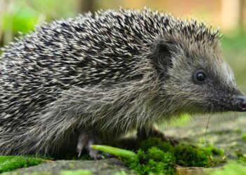 tier-des-jahres-2024:-der-igel-macht-das-rennen