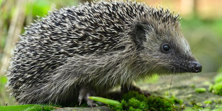 tier-des-jahres-2024:-der-igel-macht-das-rennen
