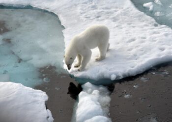 fragen-und-antworten:-warum-wir-eis-zum-ueberleben-brauchen
