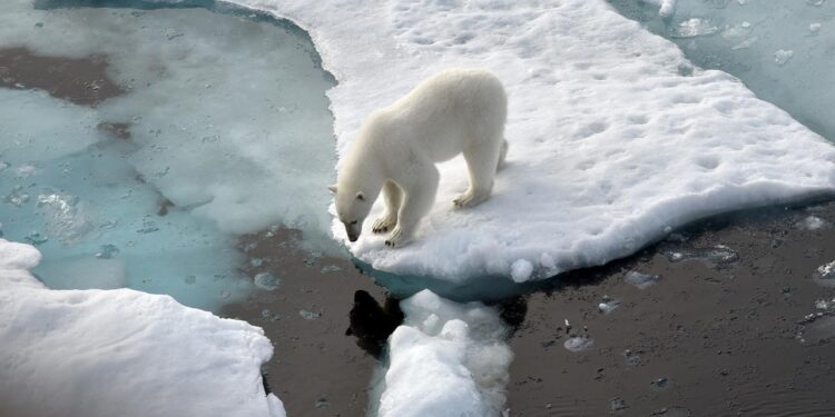 fragen-und-antworten:-warum-wir-eis-zum-ueberleben-brauchen
