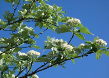 echte-mehlbeere-ist-baum-des-jahres