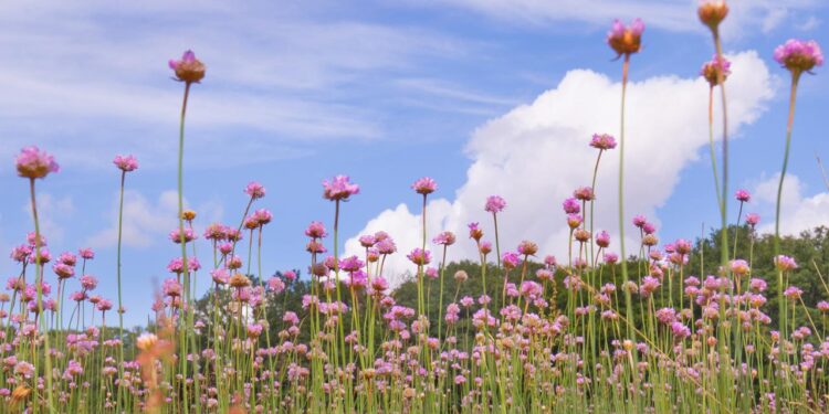grasnelke-ist-blume-des-jahres-2024