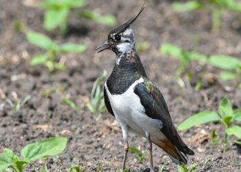 gefaehrdeter-bodenbrueter:-kiebitz-ist-vogel-des-jahres-2024