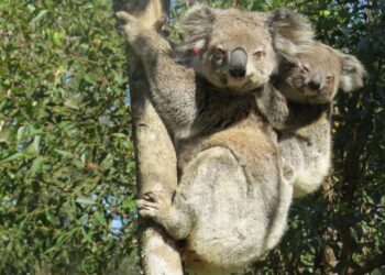 gruene-wall-street-in-australien:-bonussystem-fuer-mehr-biodiversitaet
