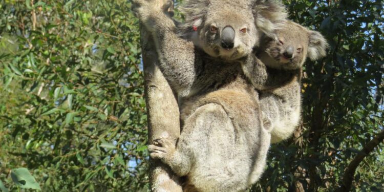 gruene-wall-street-in-australien:-bonussystem-fuer-mehr-biodiversitaet