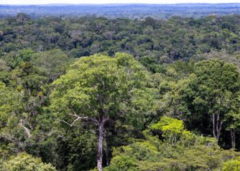 deutschland-gibt-eine-milliarde-euro-fuer-waldschutzfonds-tfff